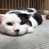 寝そべる猫