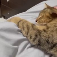 頭をなでなで