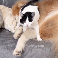 犬にすり寄っている猫
