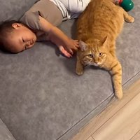 赤ちゃんと一緒に寝ている猫
