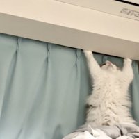 カーテンの前で後ろ足で立ち上がる猫