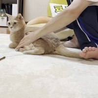 猫と男性