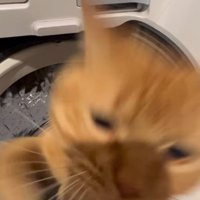 飛ぶ猫
