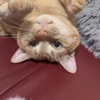 耳かきの近くでひっくり返っている猫