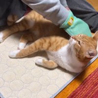 グルーミングしてくれている男性を見上げる猫