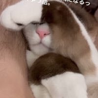 可愛い手の猫