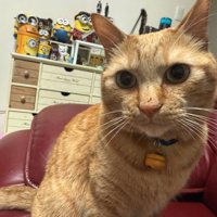 赤い椅子の上でお座りをしている猫