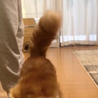 フローリングの上に立っている顔が手前方向に見切れている猫