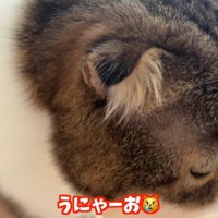 うにゃーお