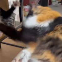 猫パンチする2匹の猫