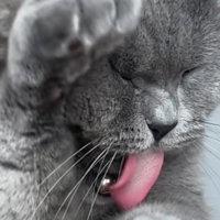 舌を出している猫のアップ写真2