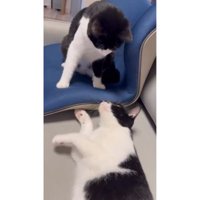 室内にいる猫