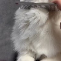 顔を上に向ける猫