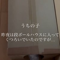 ダンボールハウスに入る猫