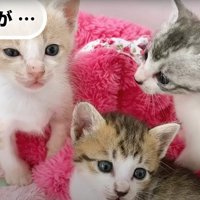 座っている子猫たち