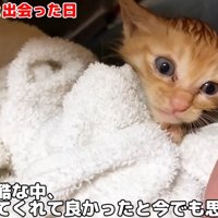 タオルにくるまれている子猫
