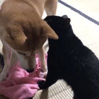 柴犬に毛づくろいする黒猫