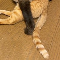2匹の猫のしっぽ
