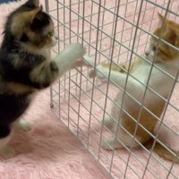 柵ごしに対面する子猫達