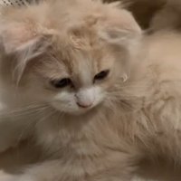 毛がボサボサになる猫