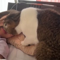 飼い主の顔をなめる猫