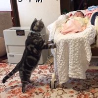 スウィングチェアを揺らす猫