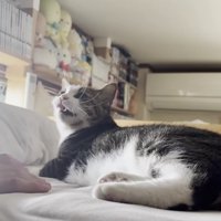 不満そうに鳴く猫の様子