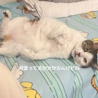 喋る猫