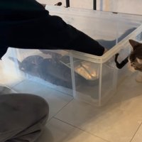 ケースに置かれる水の入れ物