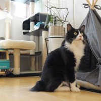 猫用遊具と猫