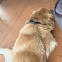 寝そべっている犬