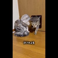 くぐるゆずくん