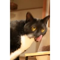 ブレた猫の写真