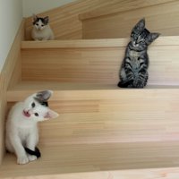 階段にいる子猫たち