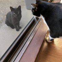 庭に座る黒猫と、家の中から黒猫を見つめる白黒猫
