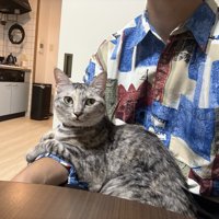 飼い主さんの膝の上でくつろぐ猫