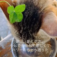 ごはんを食べる猫