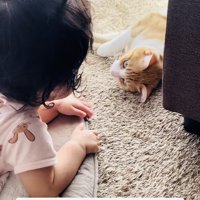 見つめ合う赤ちゃんと茶白猫