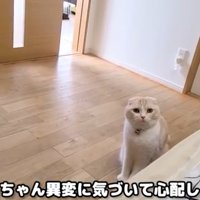 飼い主を見ている猫