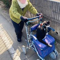 外を散歩するおばあちゃんとカートに乗る猫