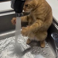 水道から出る水の両サイドに手を添えて狙いを定める猫