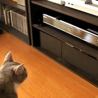 DVDレコーダーを見つめる猫