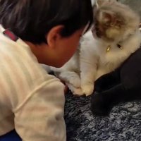 見つめ合う猫と男の子