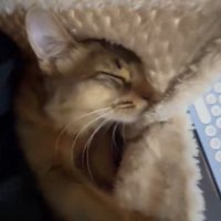 着る毛布を握りながら目を細める猫