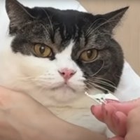 猫の様子