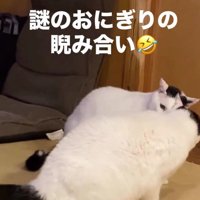 2匹の白黒猫