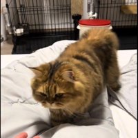 ベッドの上を歩いている猫