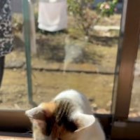 日向ぼっこしているミケ猫