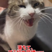 イカ耳になっている怒って鳴いている猫