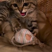 威嚇する子猫